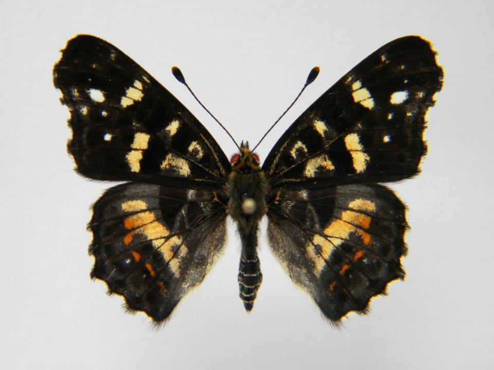 Araschnia levana abb 5 (Internet Image property of respective owner, non-commercial use only)
